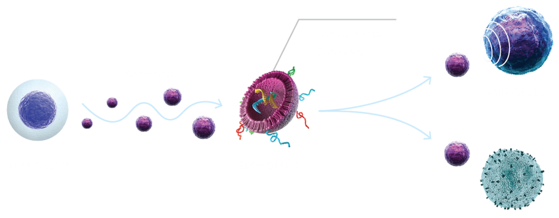 Steam Cells
